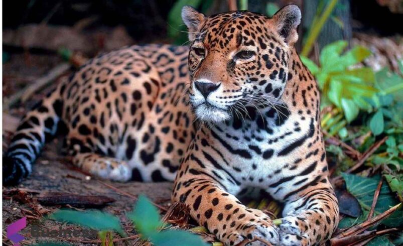 What Is “Situs Slot Centrorescatelaspumas.org”?