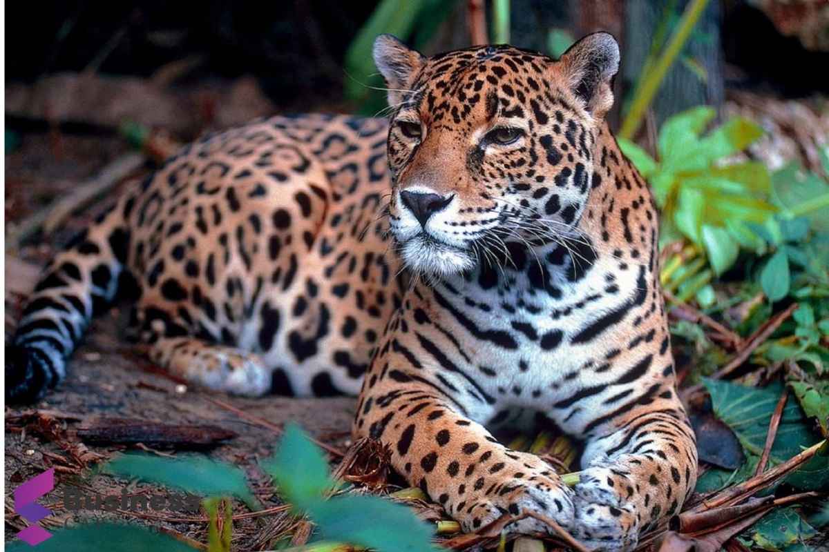 What Is “Situs Slot Centrorescatelaspumas.org”?